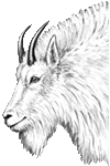 Rocky Mountain Goat